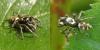 Salticus scenicus
